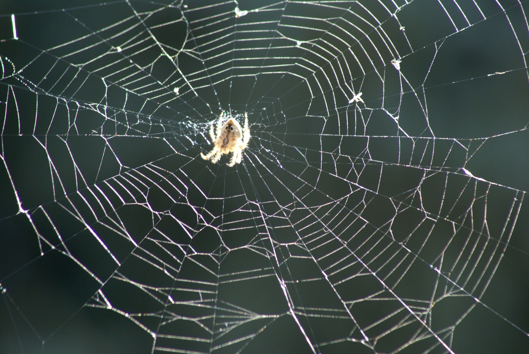 Catface Spider Idaho